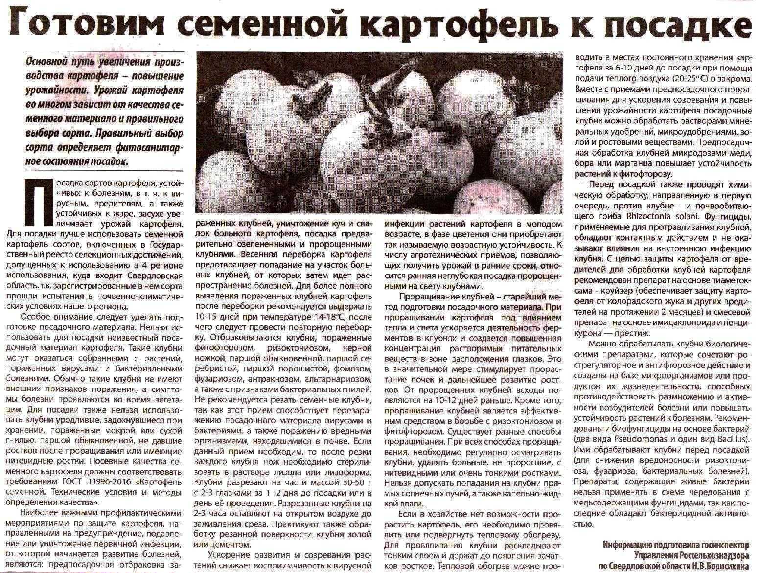 Чем подкормить картофель после всходов: перед окучиванием, до и после цветения