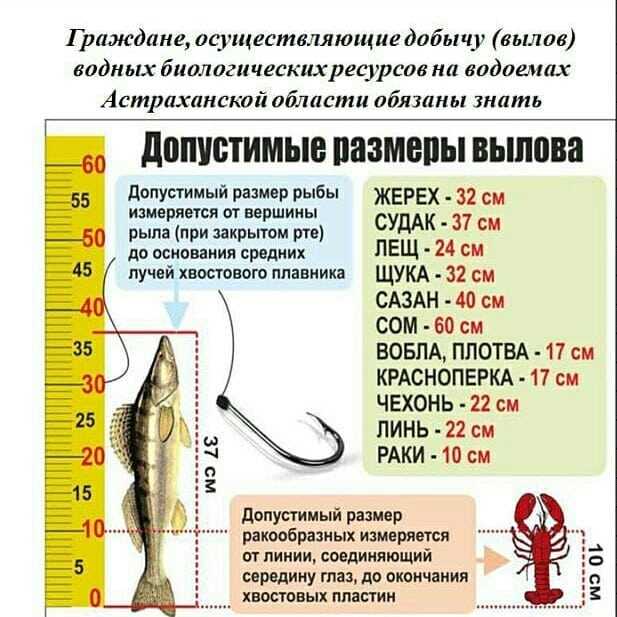 Можно ли перевозить снасти в лодке в нерест? новые правила и запреты на 2023 год | я же рыбак | дзен