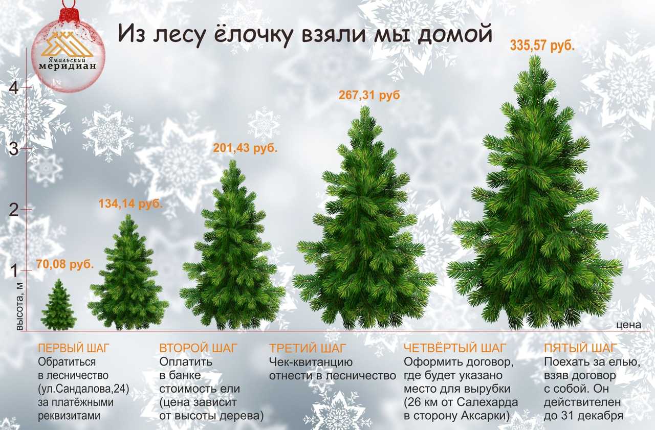Елочный бизнес: как заработать на продаже елок
