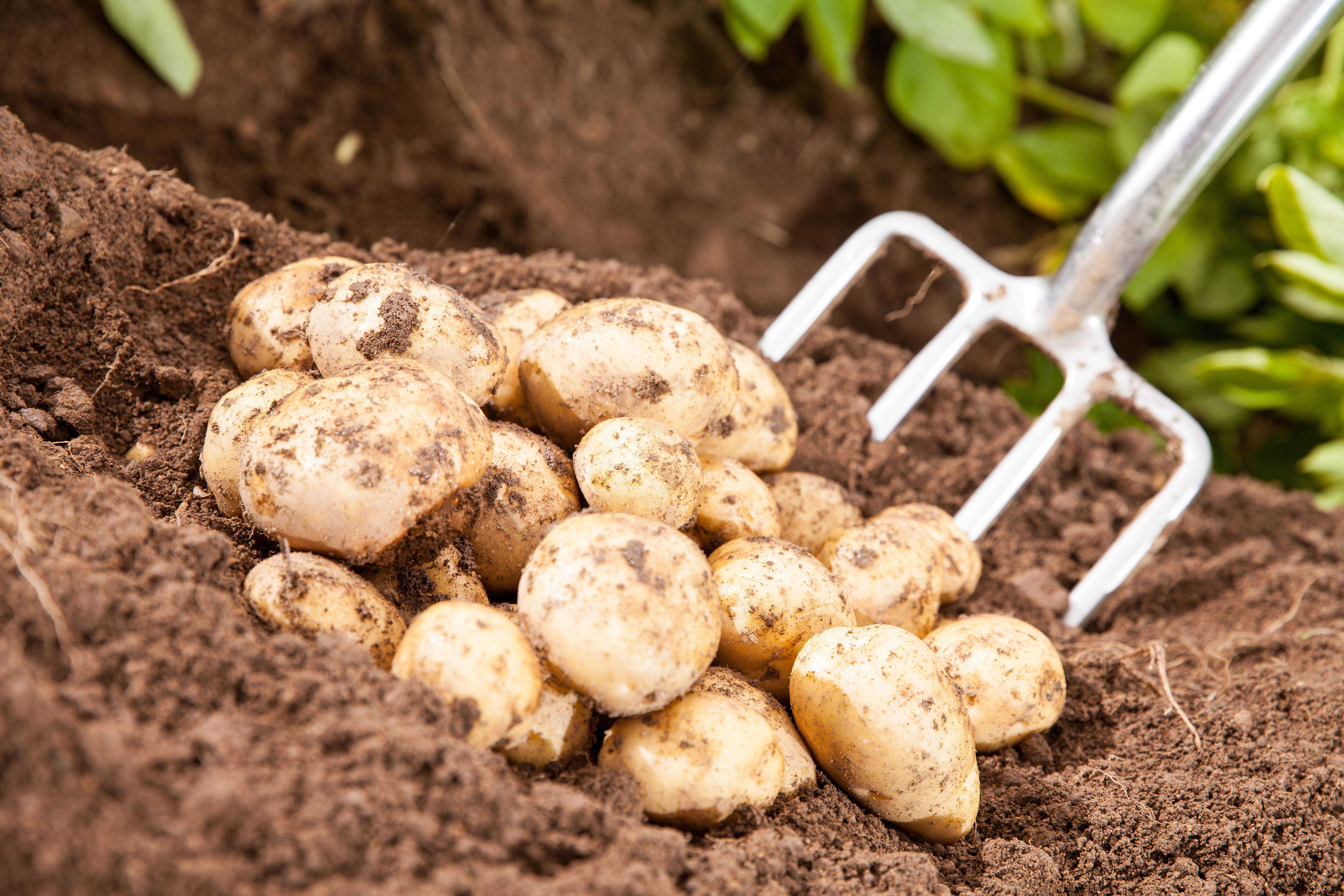 Перед посадки картошку можно. Картофель в огороде. Картошка на грядке. Посадка картошки. Картошка растет в огороде.