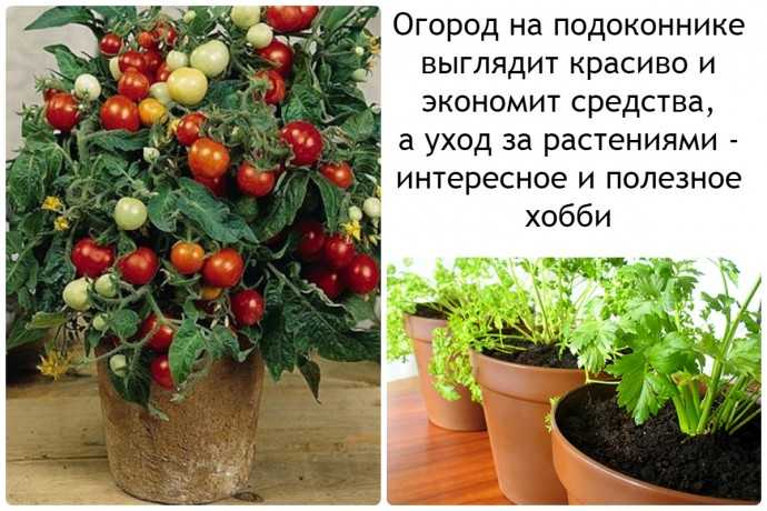 9 видов полезной зелени на подоконнике, выращиваем к новому году!
