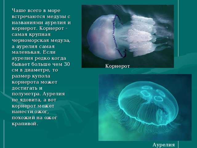 Виды медуз, обитающие в черном море