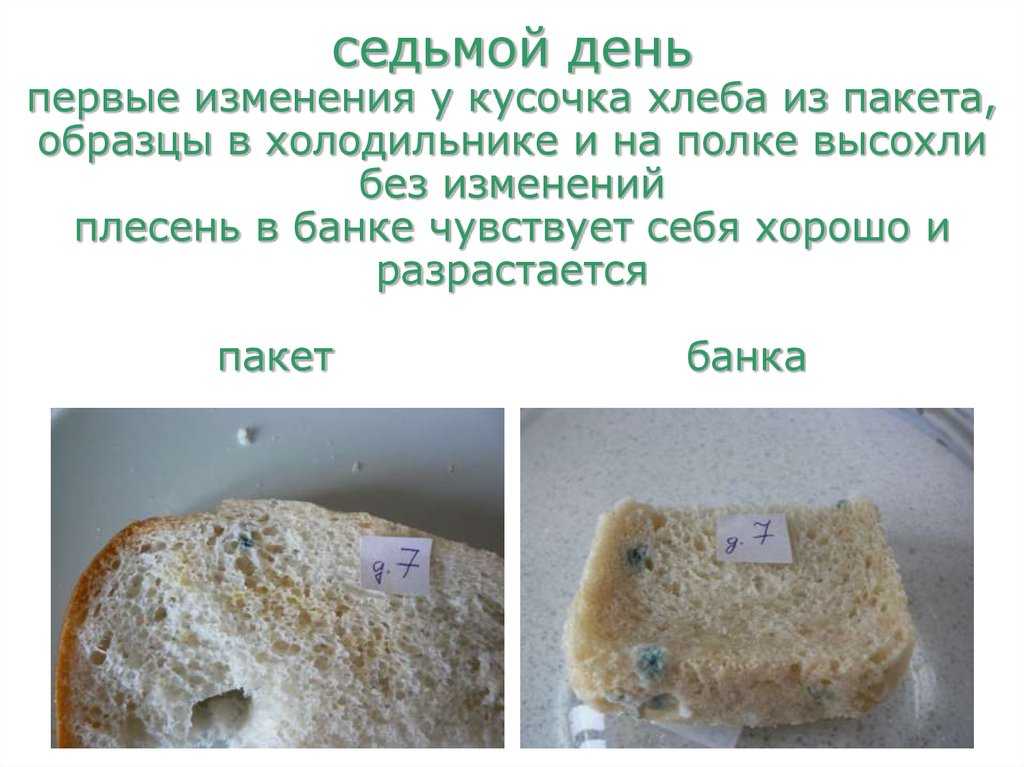 Почему плесневеет хлеб – значит ли это, что он некачественный