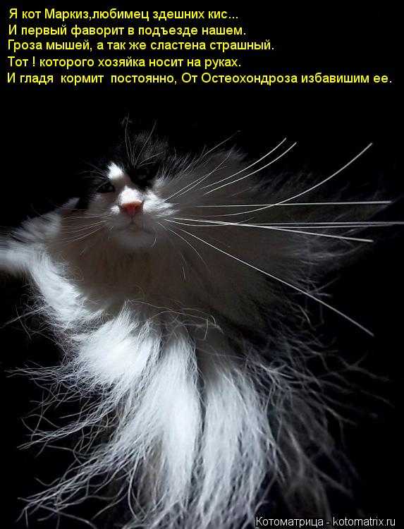 Почему кошки откликаются на "кис-кис" - gafki.ru
