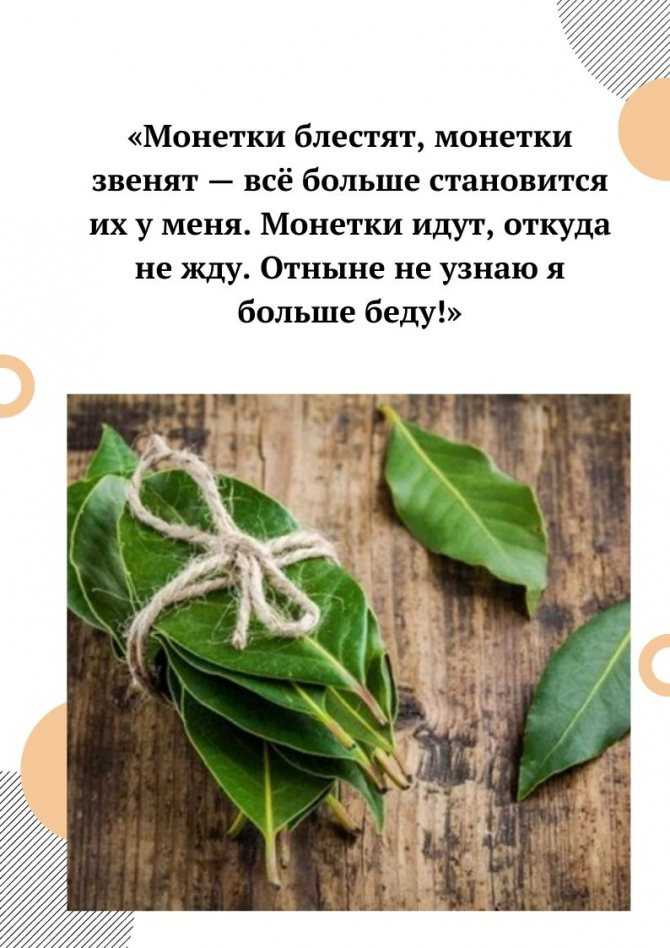 Магические свойства лаврового листа в доме, на деньги, желание, любовь, как оберега: приметы, отзывы. лавровый лист: использование в магии для привлечения денег, на возврат долга, чтобы отвадить сопер