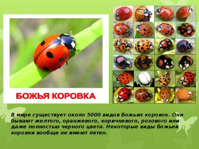 Божья коровка - интересные факты о божьей коровке для взрослых и детей