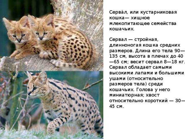 Сервал или кустарниковая кошка