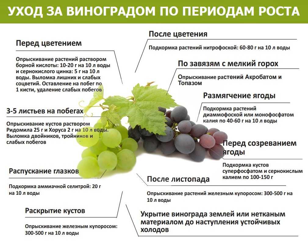 Утепление деревьев на зиму: материалы для утепления, особенности утепления в регионах, сроки