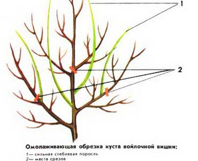 Обрезка вишни: когда и как правильно ее делать, летом после плодоношения, формирование дерева, после сбора урожая