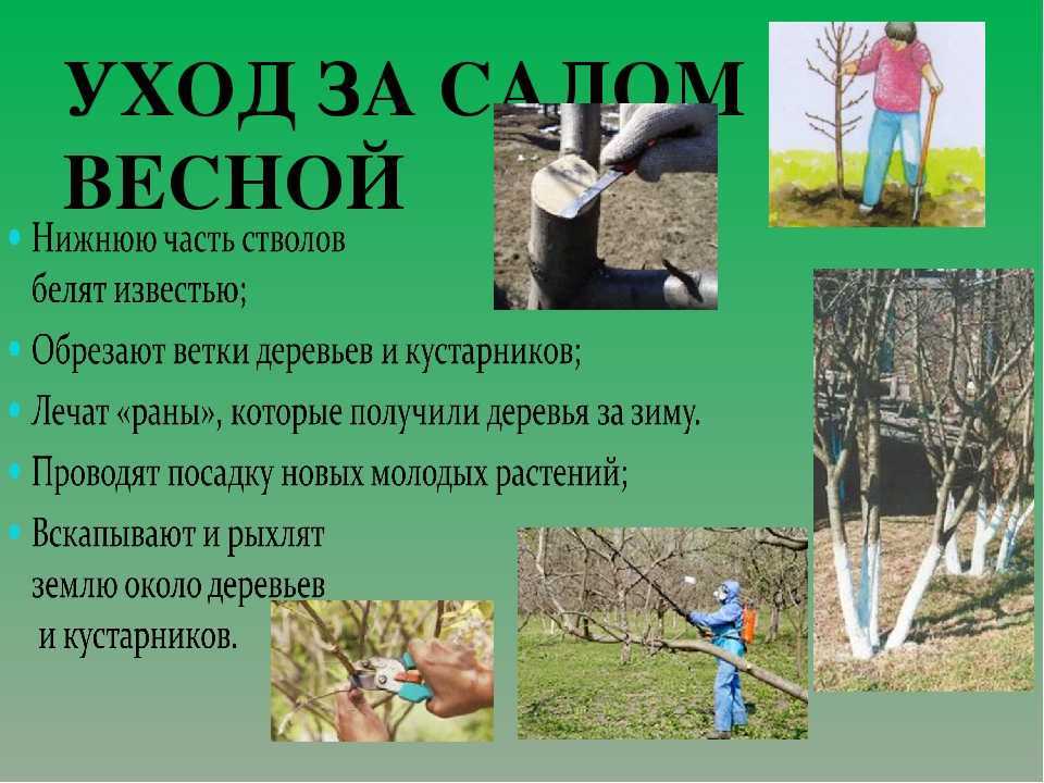 Уход за грушей осенью и подготовка к зиме: подкормка, побелка, обработка и укрытие на зиму