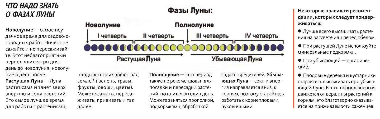Что можно делать в новолуние в огороде, доме и что нельзя