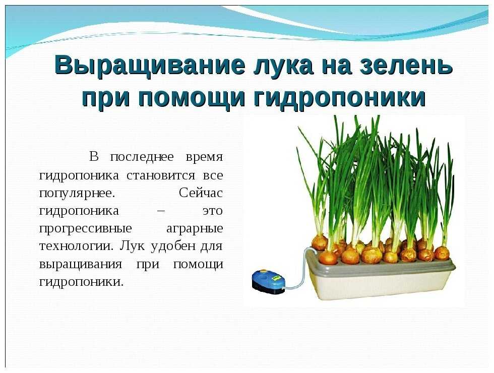 Лук на перо из урожая этого года. / асиенда.ру