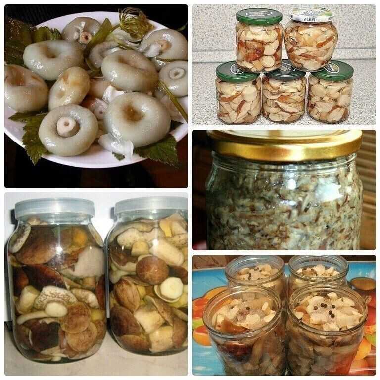 Какие грибы лучше мариновать на зиму? самые вкусные маринованные грибы в банках