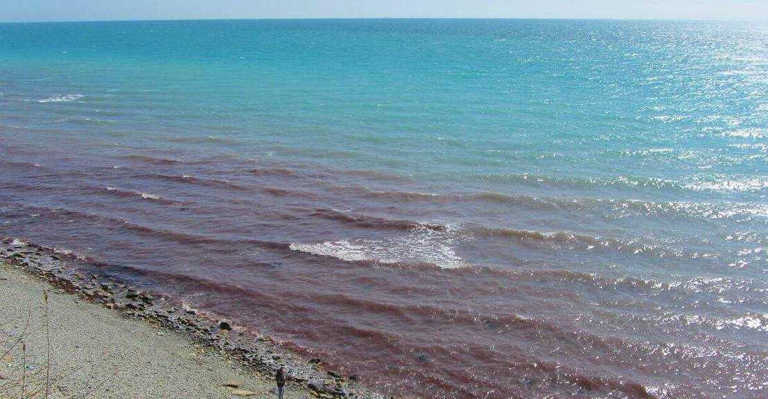 Красное море красная вода водоросли