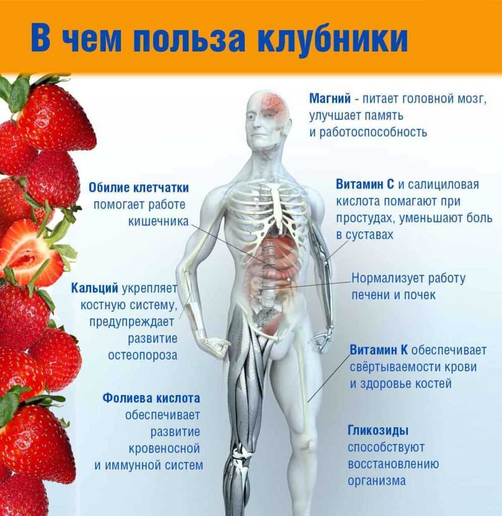Клубника в подмосковье: сорта и посадка