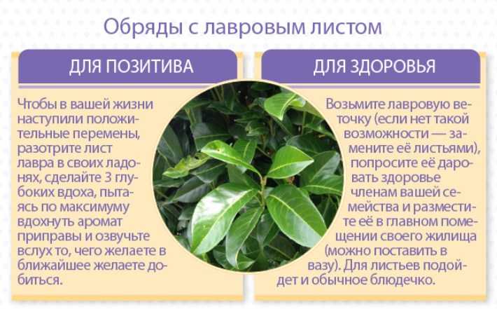 Лавровый лист в магии - волшебные секреты и ритуалы