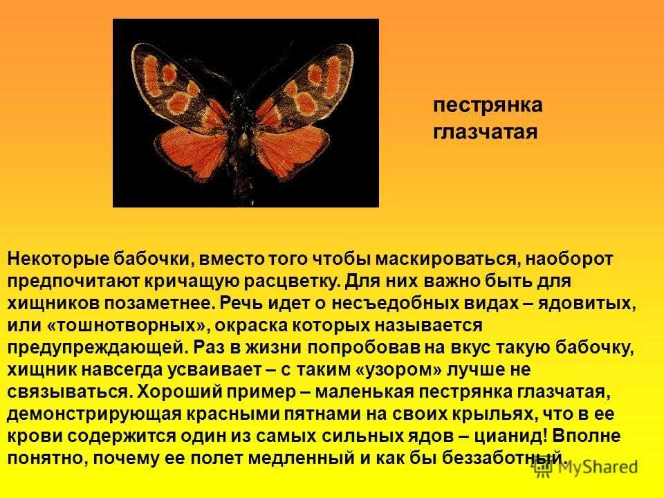 Ядовитые бабочки: наиболее опасные для человека бабочки