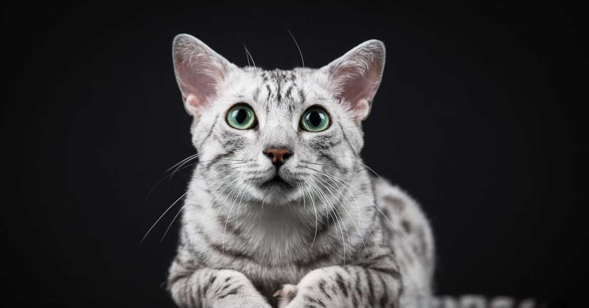 Египетская кошка (тик ток): биография, фото, личная жизнь