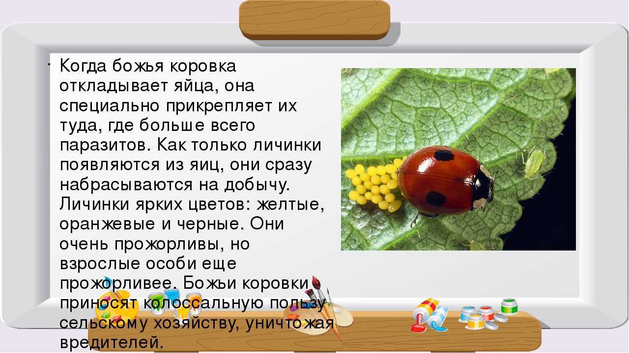 Интересные факты о божьей коровке: разновидности, среда обитания, образ жизни