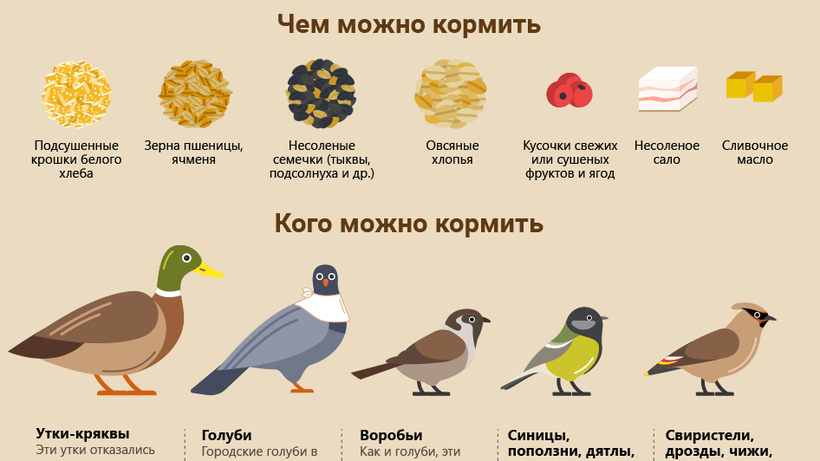 Чем кормить птиц зимой в кормушке: таблица корма и советы орнитолога