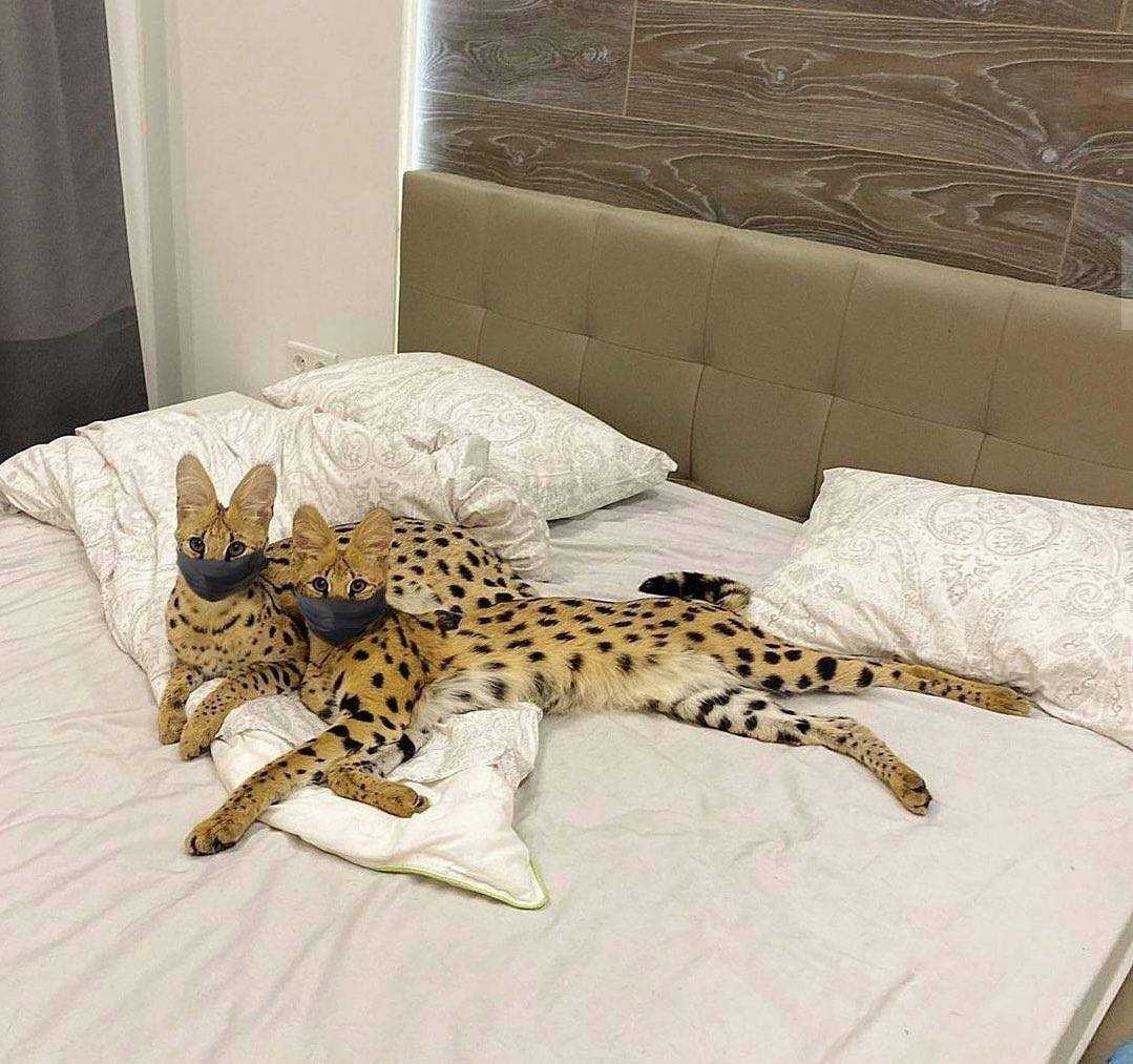 Сервал (serval) домашняя кошка с корнями из дикой природы
