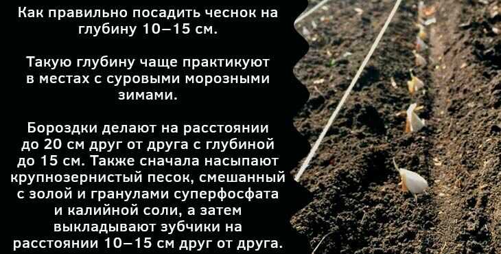 Когда сажать чеснок в октябре 2021 года по лунному календарю осенью под зиму