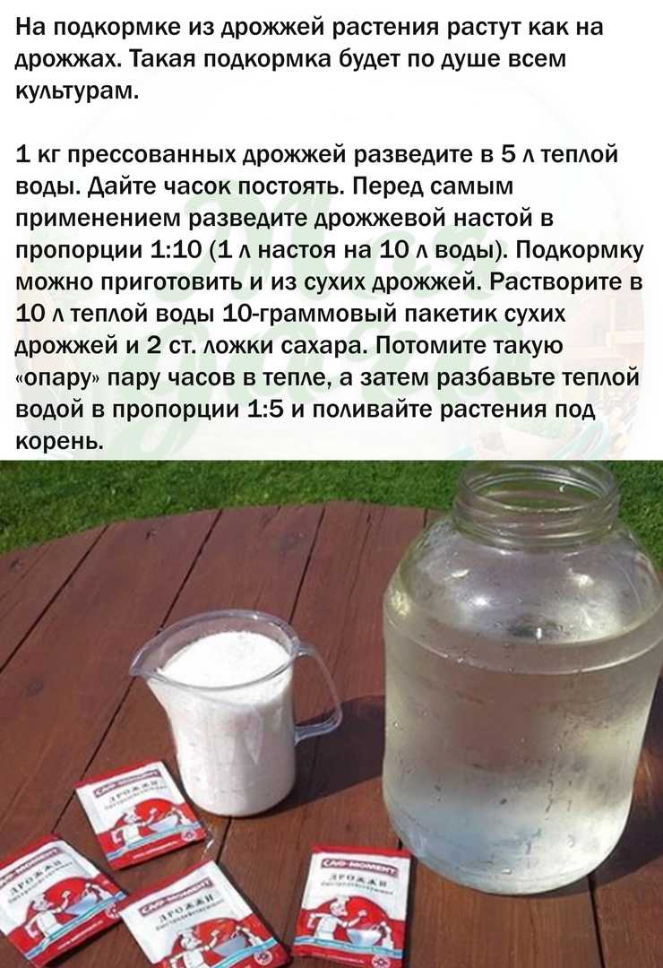 Подкормка лука весной, летом и осенью в открытом грунте