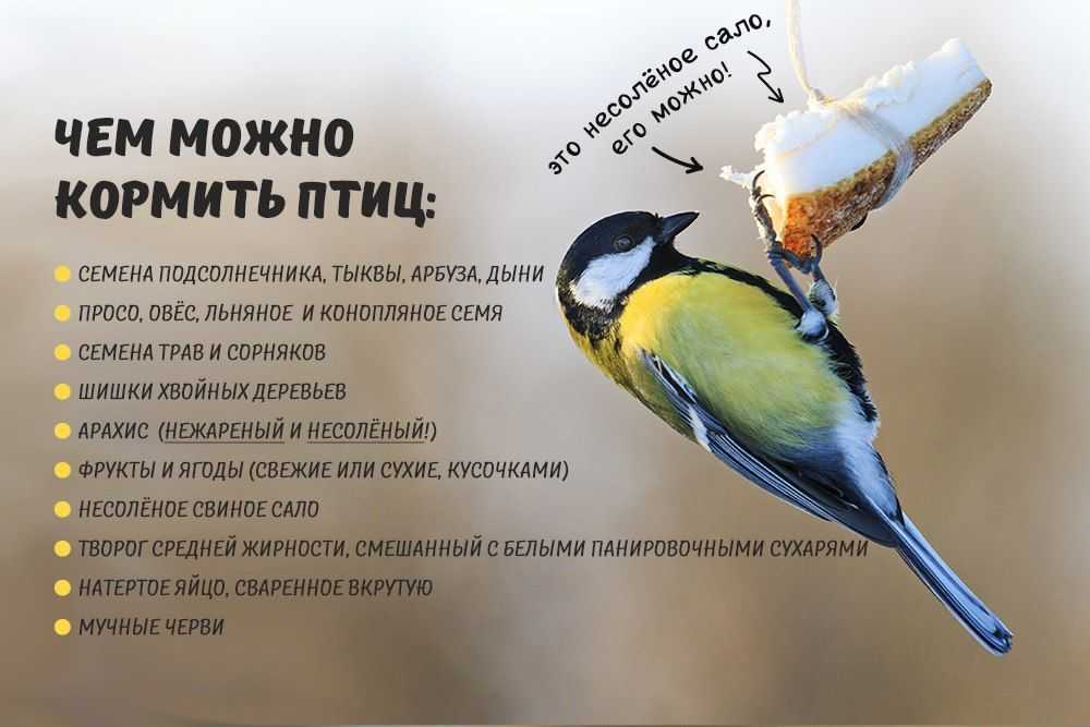 Чем можно и нельзя кормить птиц зимой?