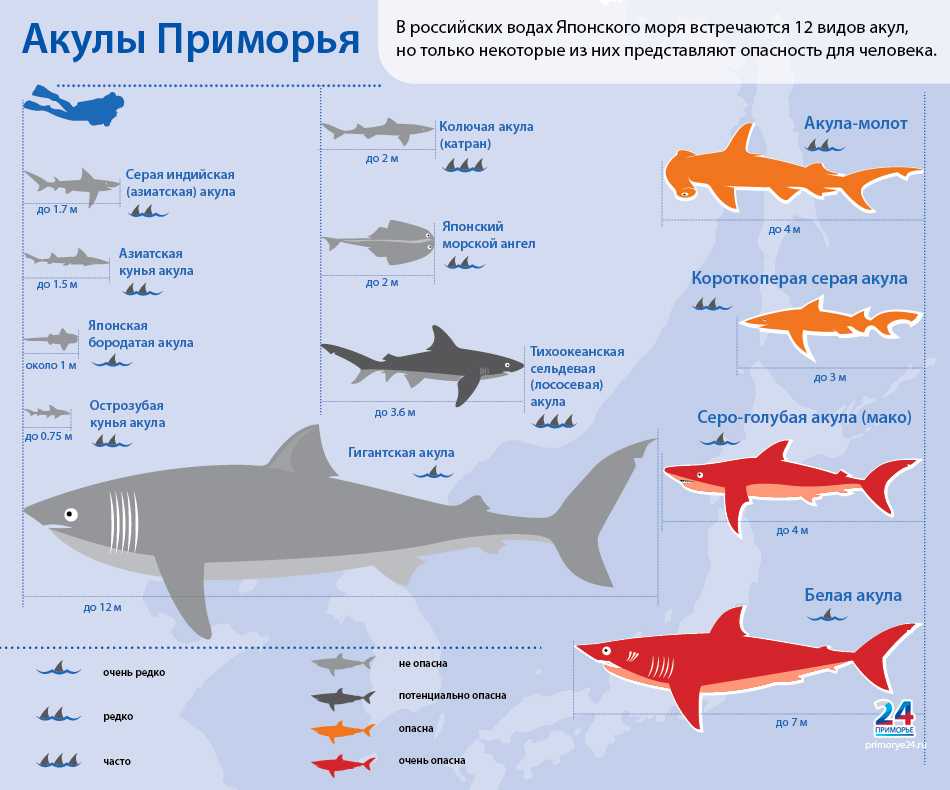 Акулы в египте: нападения на туристов в 2009-2023 годах