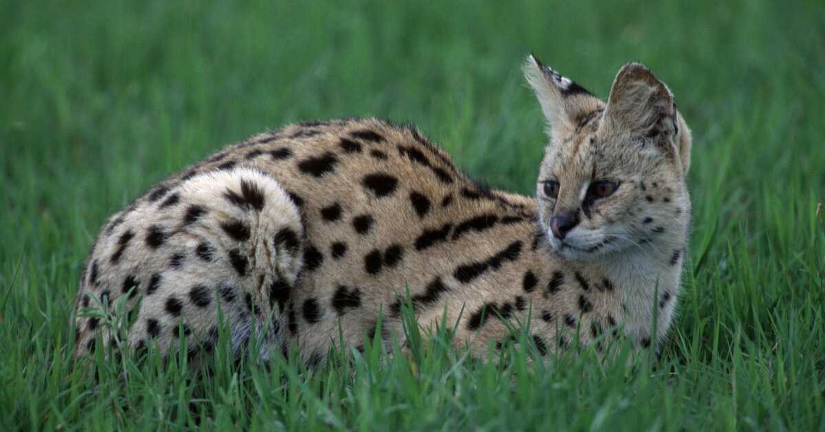 Дикий сервал:  фото, описание и характер кошки, корм