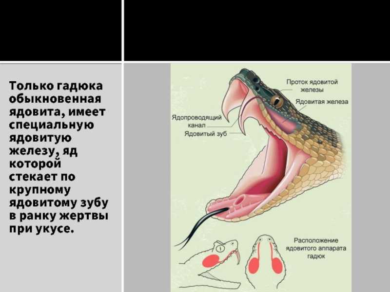 В мчс рассказали, как вести себя при встрече со змеей