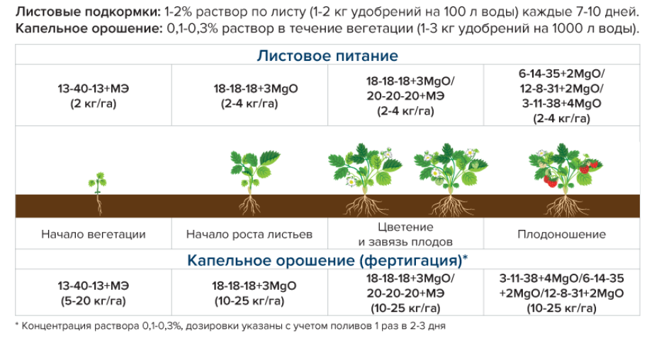 Чем подкормить клубнику ранней весной и чем обработать без химии