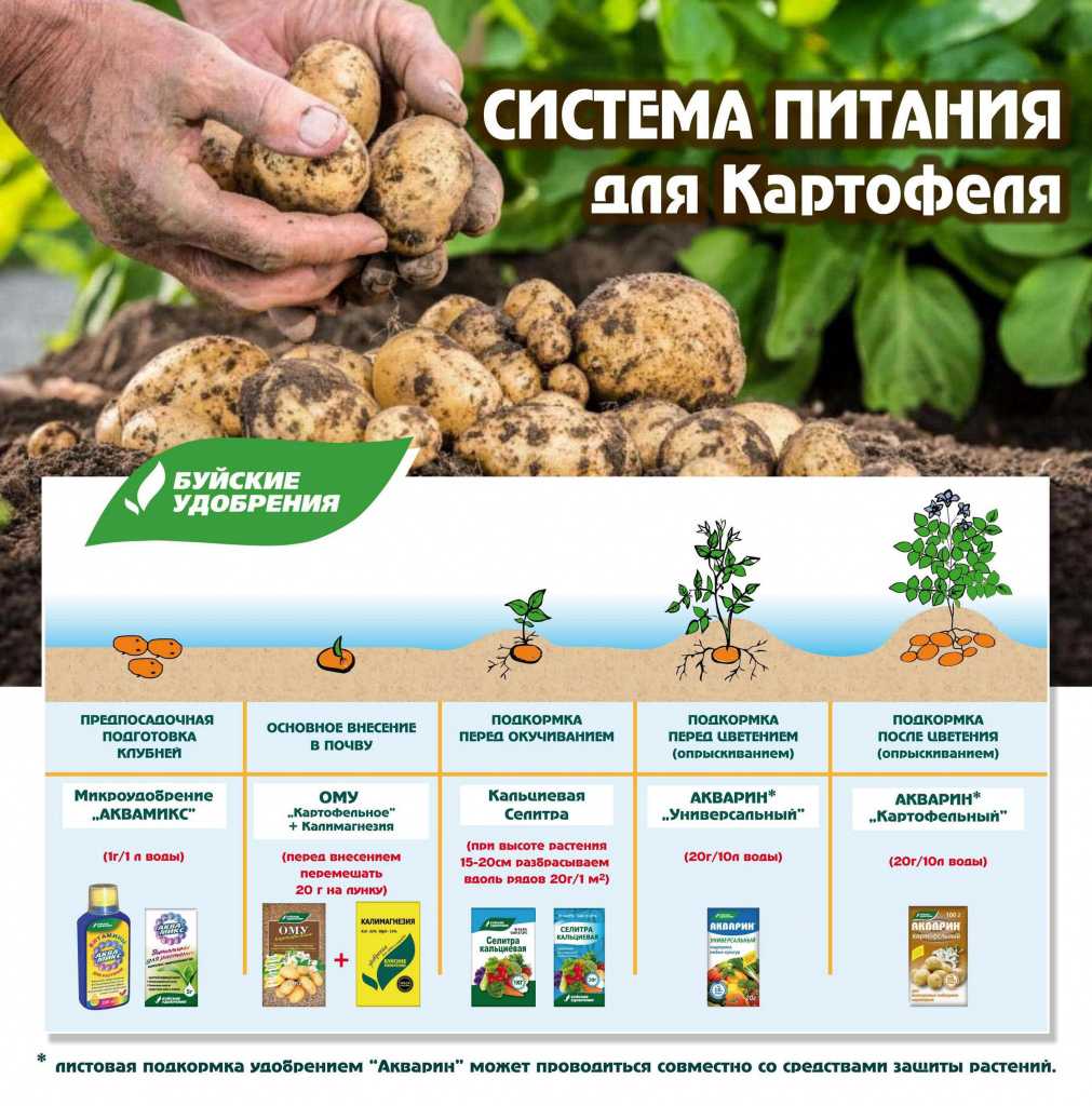 15 способов увеличения урожая картофеля на домашнем огороде, как ускорить рост картофеля