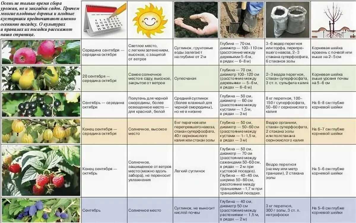 Обработка сада осенью от вредителей и болезней: подготовка сада к зиме
