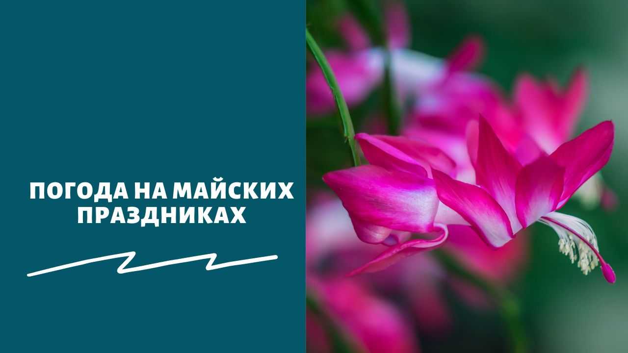 Каким будет лето 2023 года в россии: прогнозы экспертов по погоде