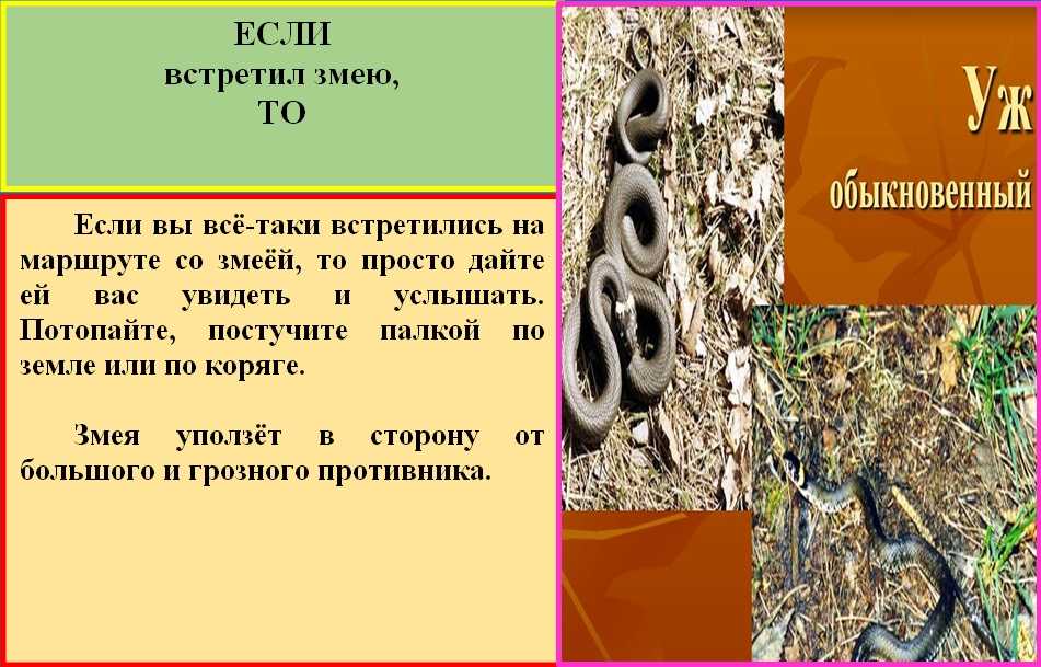 Гадюка змея. описание, особенности, виды, образ жизни и среда обитания гадюки