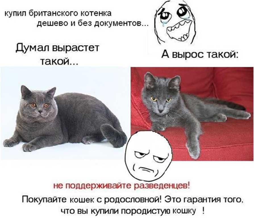 Была куплена на вырос. Британский кот мемы. Мемы про котов. Кошки с документами и без. Агрессивные мемы с котами.