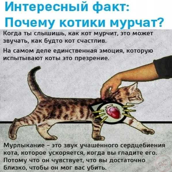 Почему кошки отзываются на кис кис
