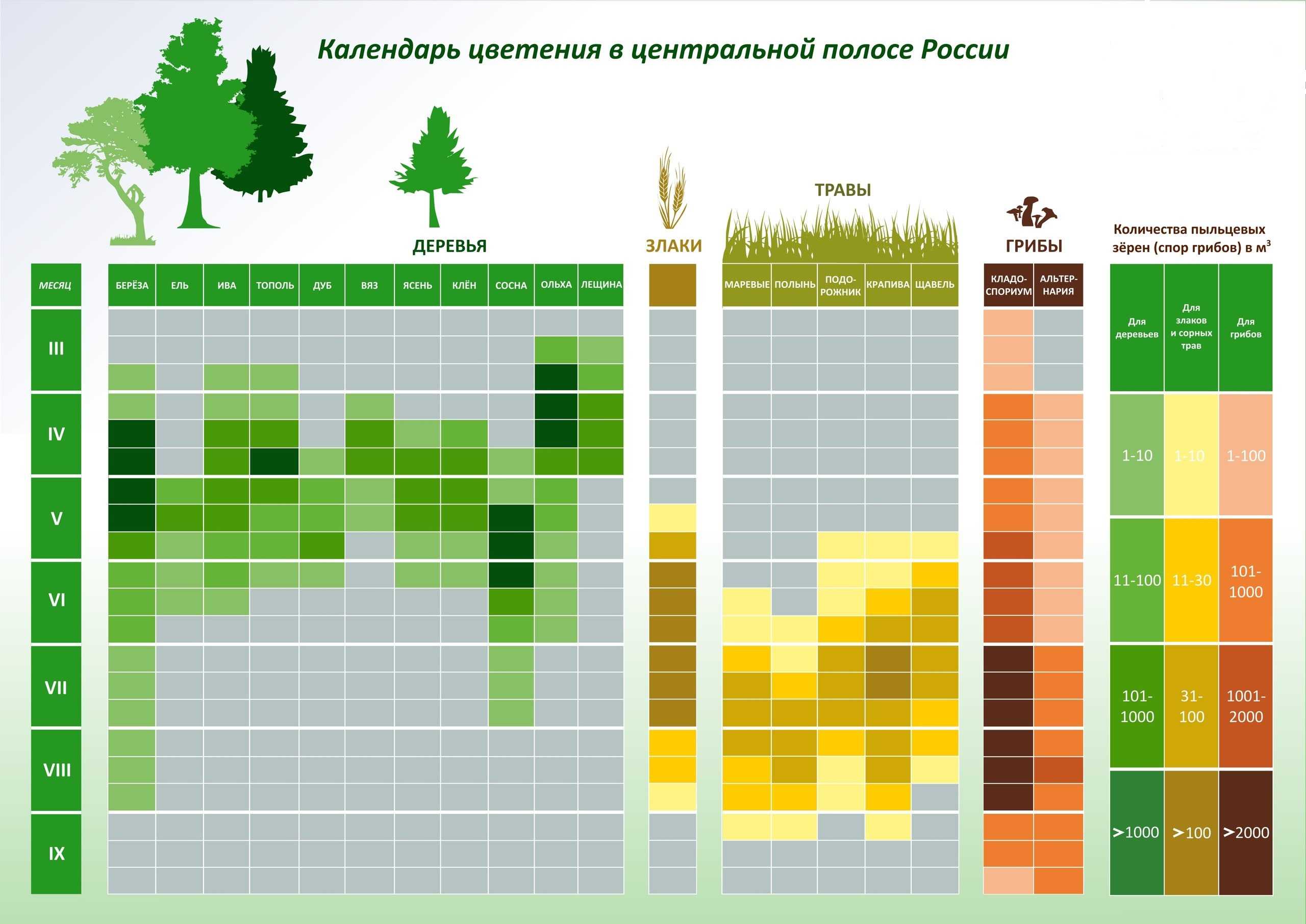 Календарь цветения для аллергиков на 2021 год