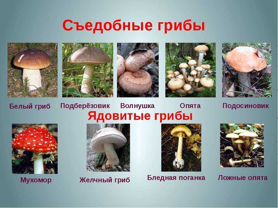 Грибы московской области в 2023 году: лучшие места и сезон сбора