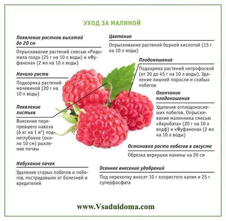 Чем удобрять клубнику