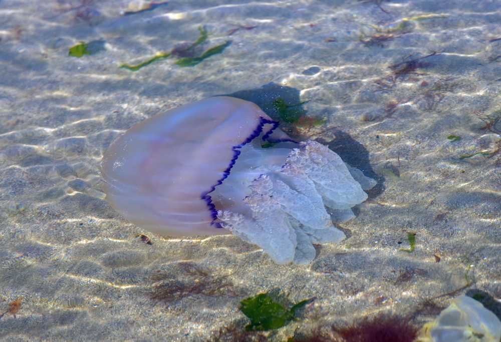 Медузы черного моря: фото, описание видов, опасны ли, отзывы