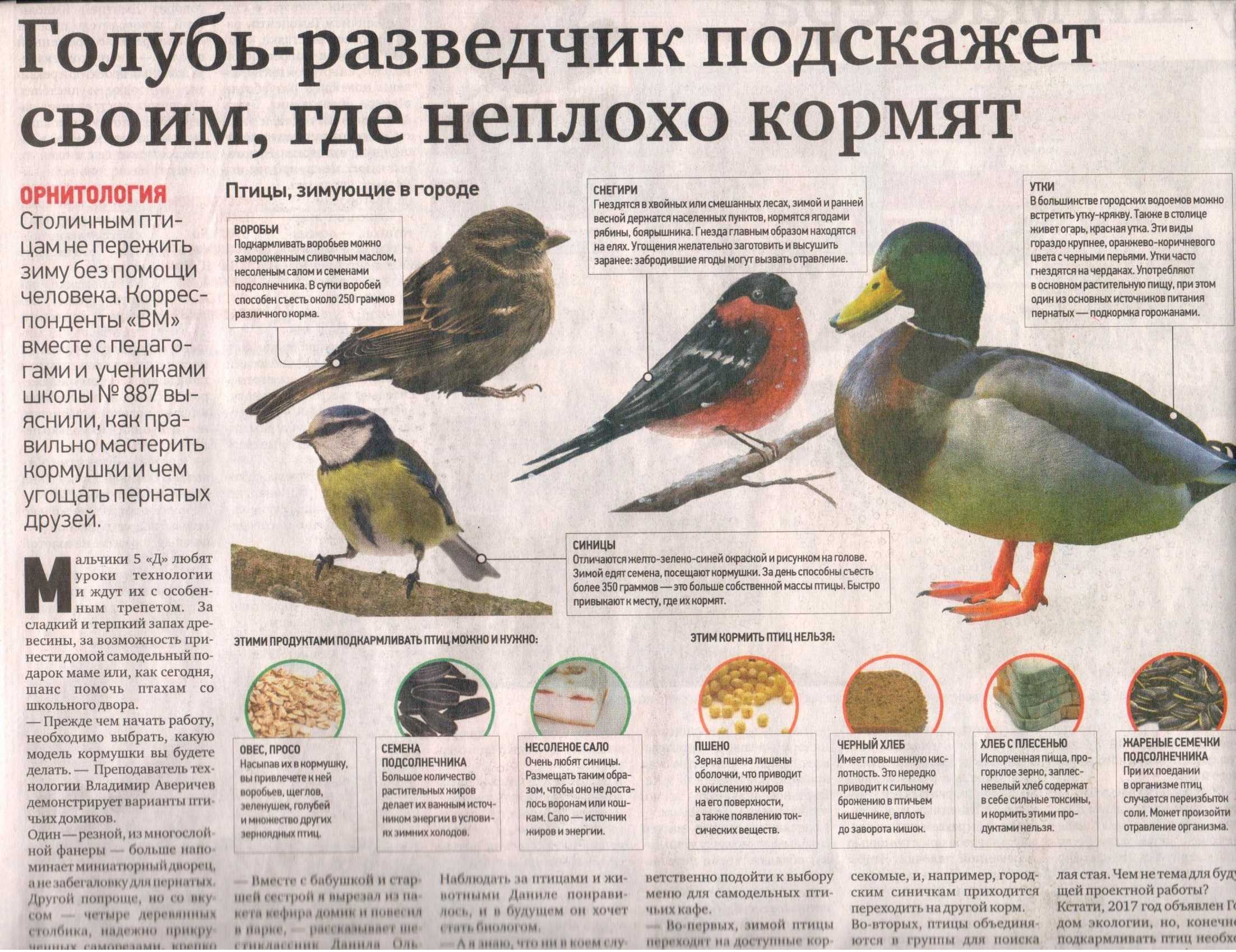 Чем можно кормить птиц зимой? читаем детям | дача