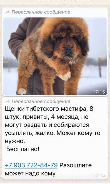 Тибетский мастиф: описание и содержание породы, фото с человеком, цена