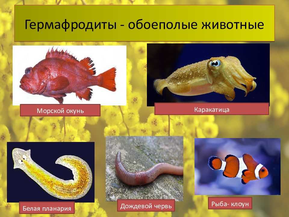 Гермафродиты: как на руси относились к «двуполым» людям — кириллица — энциклопедия русской жизни