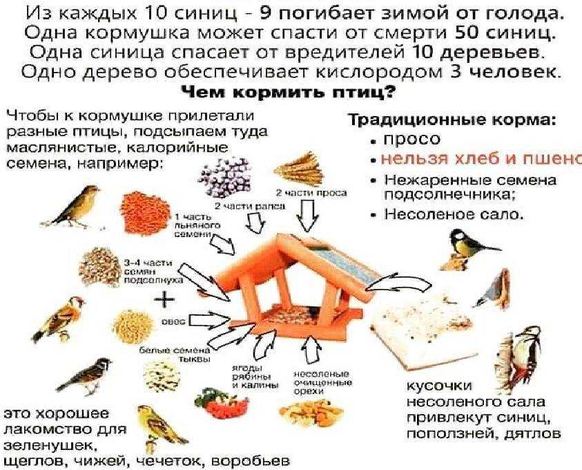 Чем кормить синиц зимой: питание в природе и на кормушке