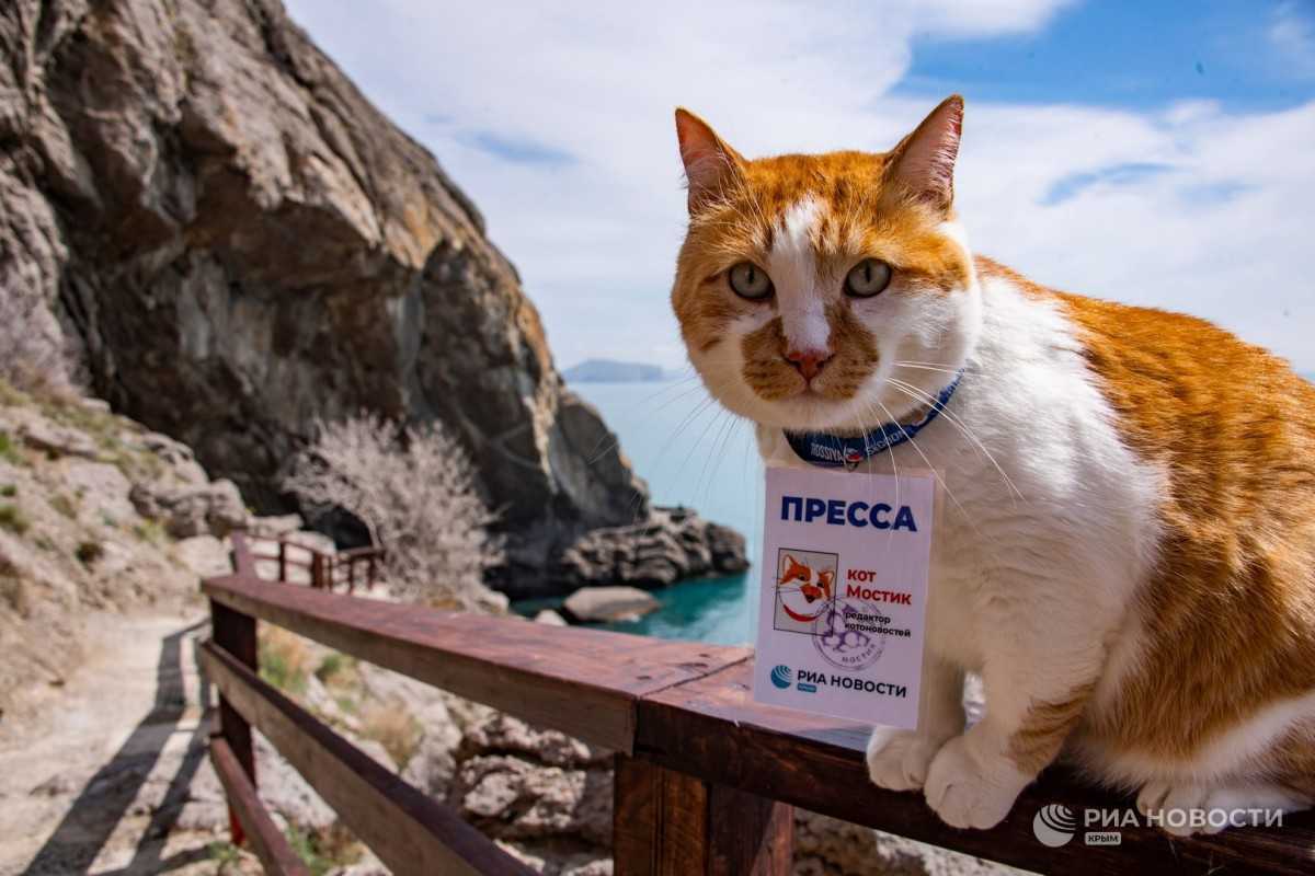 Стало известно, где будет работать кот мостик с крымского моста