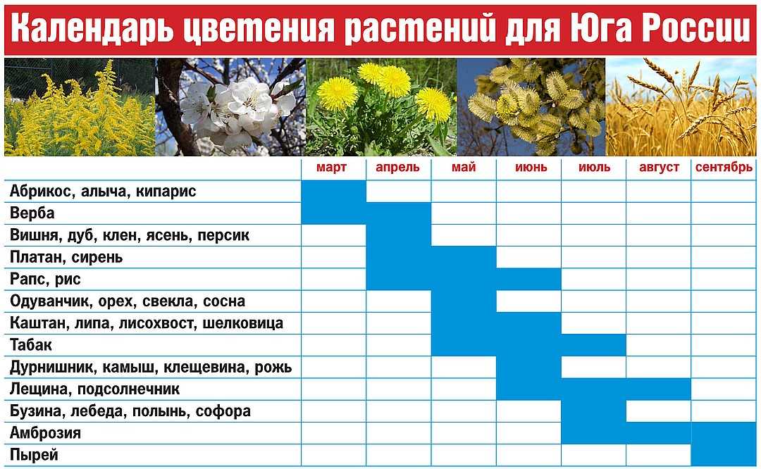 Календарь цветения цветов по месяцам таблица с фото