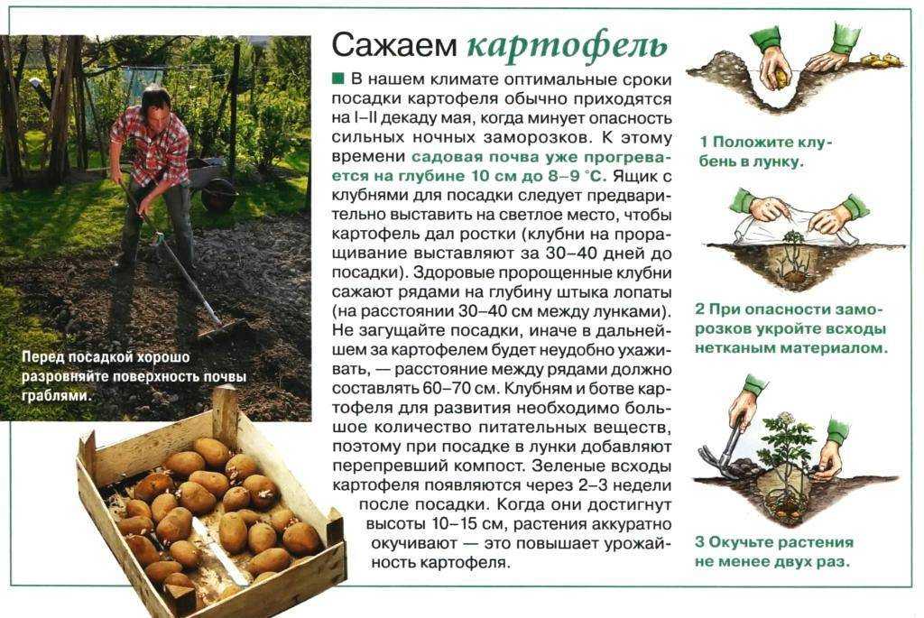 Надо ли окучивать картофель