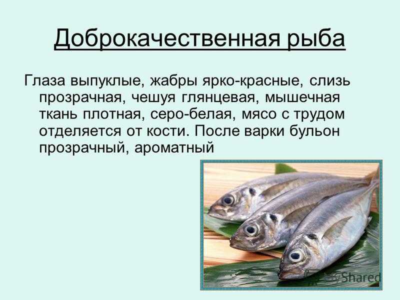Какие мужчины нужны рыбам. Доброкачественная рыба. Качество рыбы. Определение качества рыбы. Определение свежести рыбы.